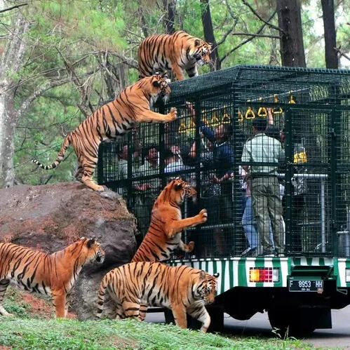 Taman Safari Bogor